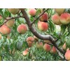 供應晚熟桃金秋晚熟紅蜜桃、桃樹苗、桃樹苗新品種